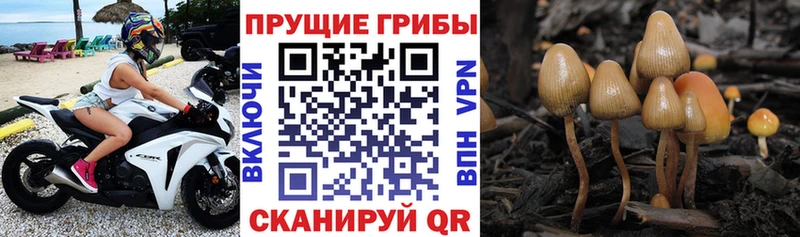 Псилоцибиновые грибы мухоморы mega сайт Петропавловск-Камчатский